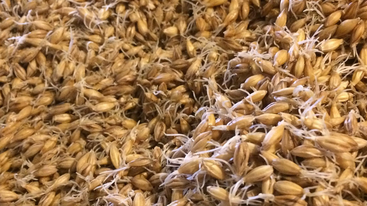 Cody family farm malted barley for Laws Whiskey HOuse